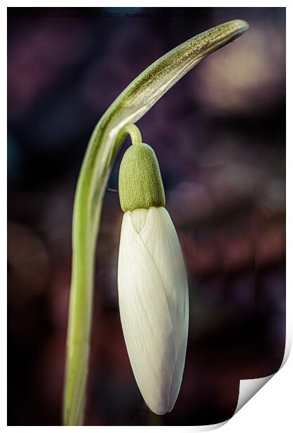  A snowdrop bud Print by Jo Sowden