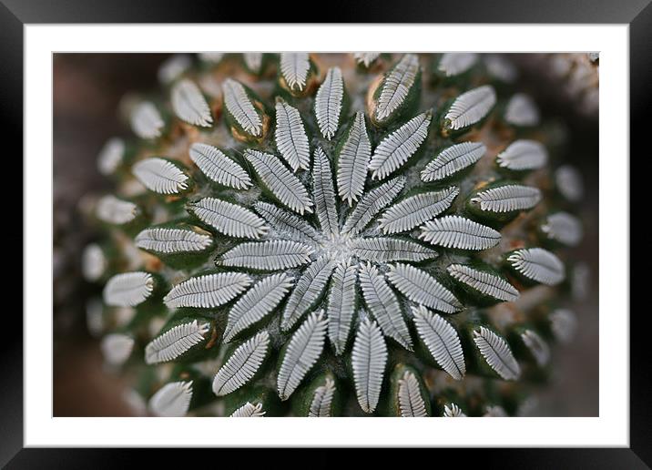 Star Cactus Framed Mounted Print by Kathryn O'Brien