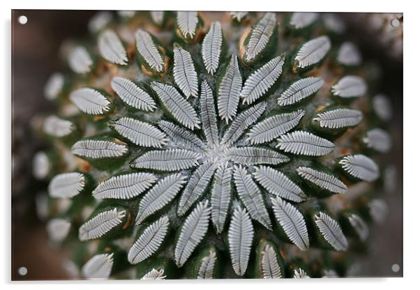 Star Cactus Acrylic by Kathryn O'Brien