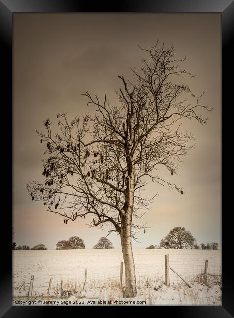 Serene Winter Tree Framed Print by Jeremy Sage