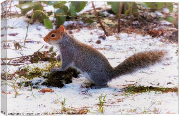 The Snow Squirrel Canvas Print by Trevor Camp