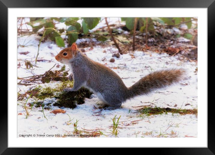 The Snow Squirrel Framed Mounted Print by Trevor Camp