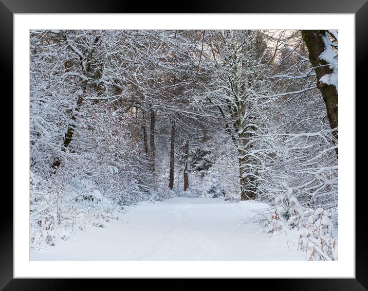 A woodland scene at winter Framed Mounted Print by Tommy Dickson