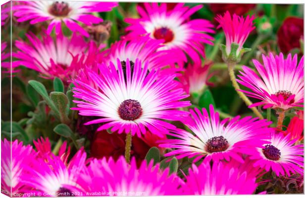 Livingstone daisies in Summer Canvas Print by Geoff Smith