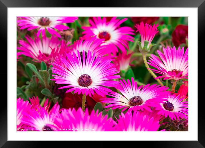 Livingstone daisies in Summer Framed Mounted Print by Geoff Smith