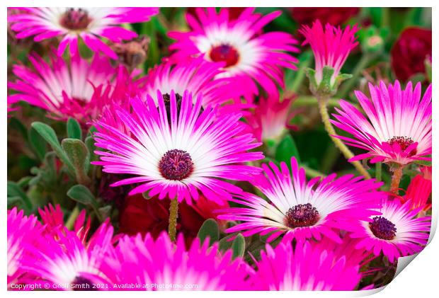 Livingstone daisies in Summer Print by Geoff Smith