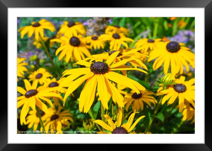 Black-eyed Susan flowers Framed Mounted Print by Geoff Smith
