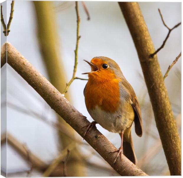 Robin Redbreast Canvas Print by Tommy Dickson