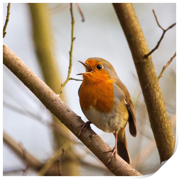 Robin Redbreast Print by Tommy Dickson