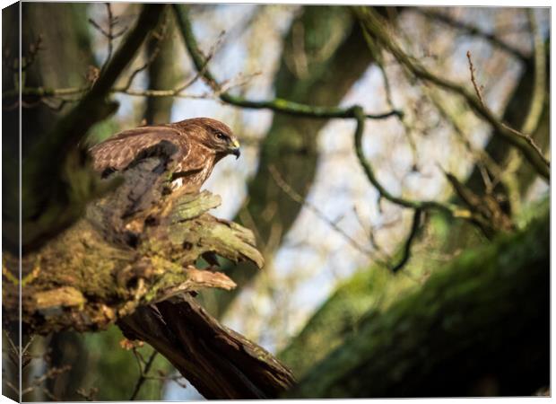 Common Buzzard. Canvas Print by Tommy Dickson