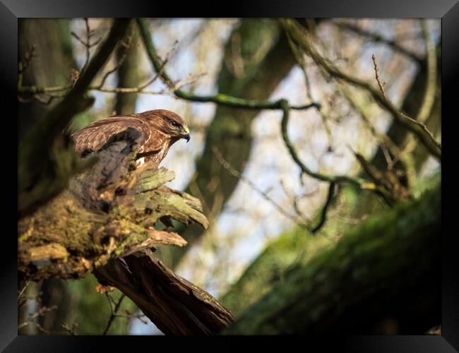 Common Buzzard. Framed Print by Tommy Dickson