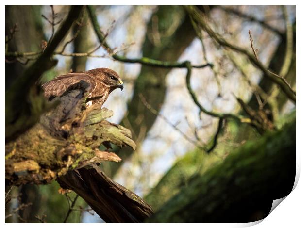 Common Buzzard. Print by Tommy Dickson