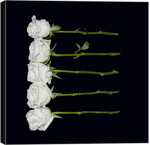 Five White Roses Canvas Print by Karen Martin