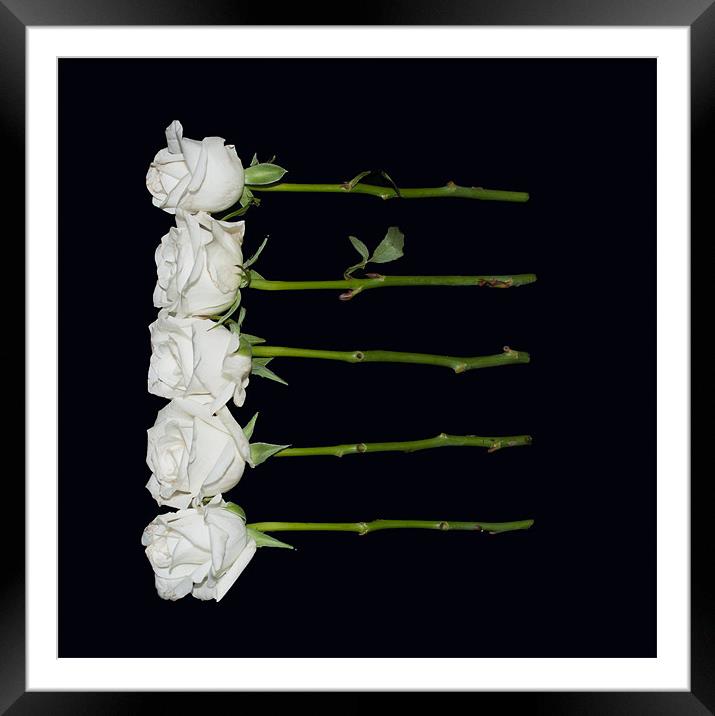 Five White Roses Framed Mounted Print by Karen Martin