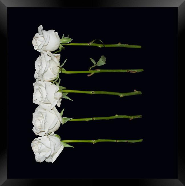 Five White Roses Framed Print by Karen Martin