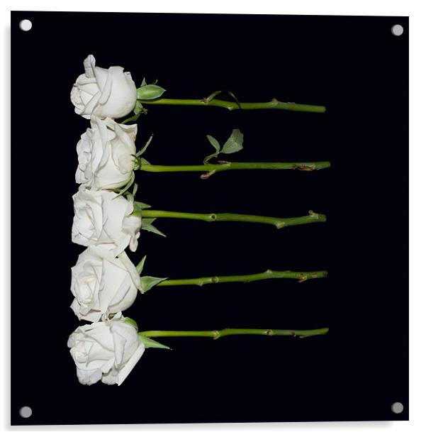 Five White Roses Acrylic by Karen Martin