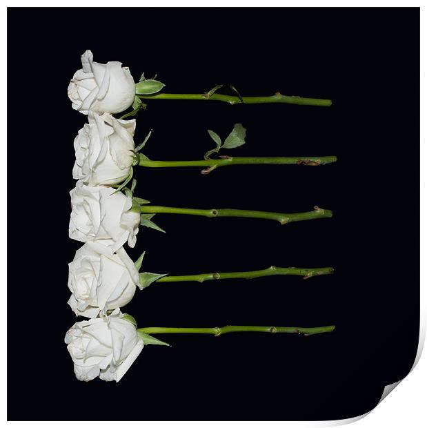 Five White Roses Print by Karen Martin