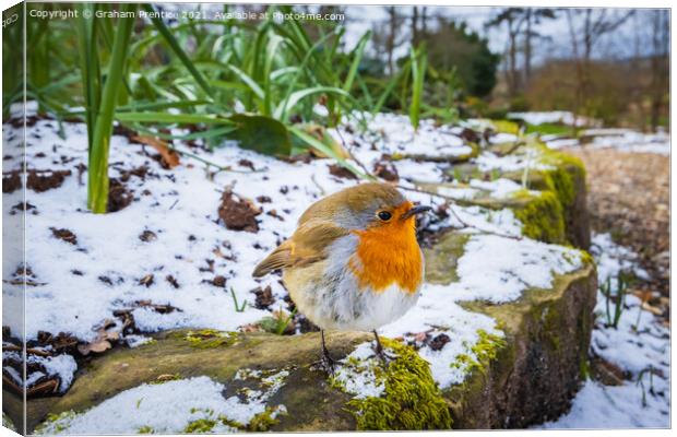 Puffed-up Robin Canvas Print by Graham Prentice
