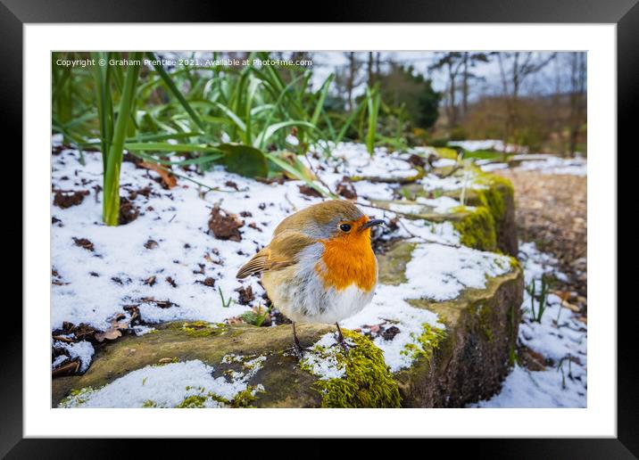 Puffed-up Robin Framed Mounted Print by Graham Prentice