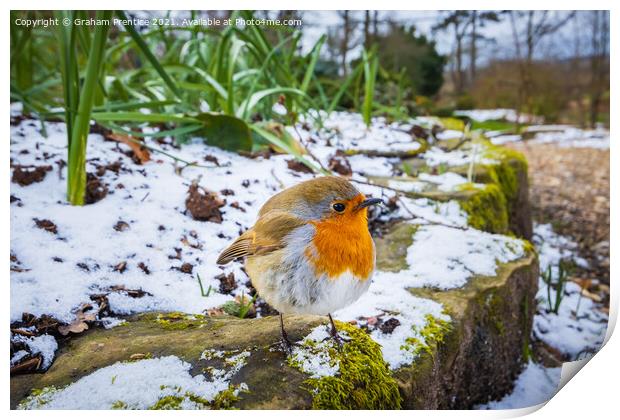 Puffed-up Robin Print by Graham Prentice