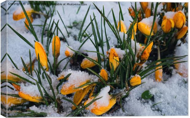 Yellow crocuses covered in snow. Canvas Print by Jim Jones