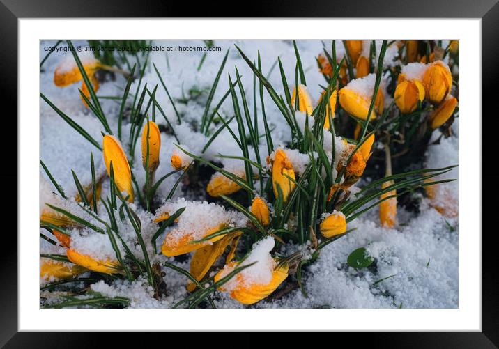 Yellow crocuses covered in snow. Framed Mounted Print by Jim Jones