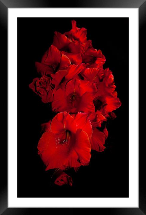 Red Gladioli Framed Mounted Print by Karen Martin