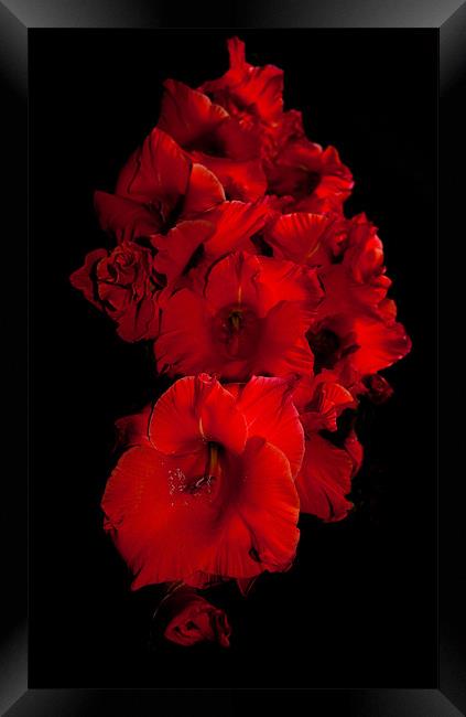 Red Gladioli Framed Print by Karen Martin