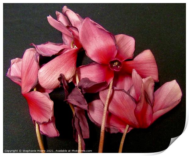 Dying cyclamen Print by Stephanie Moore
