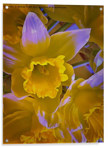 yellow flower Acrylic by Rachael Smith