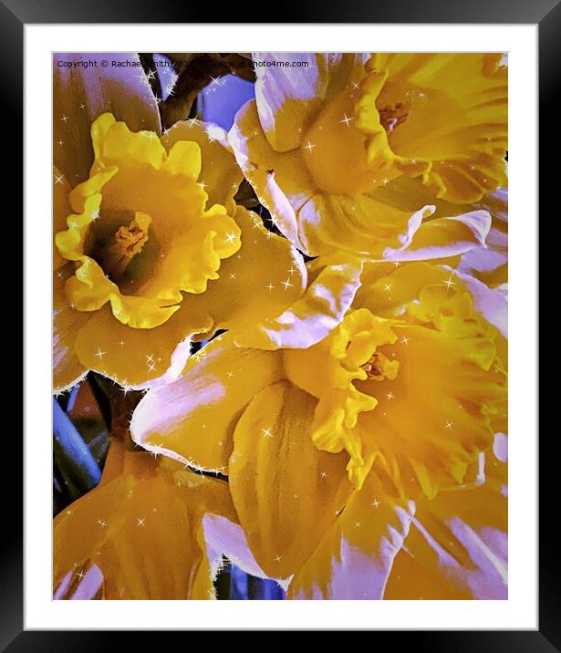 Daffodils 🌼  Framed Mounted Print by Rachael Smith