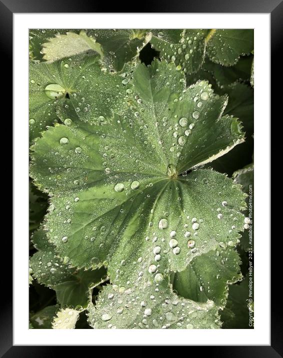 Alchemilla Raindrops Framed Mounted Print by Penelope Hellyer