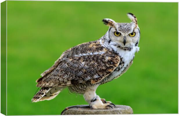 Great horned owl Canvas Print by chris smith