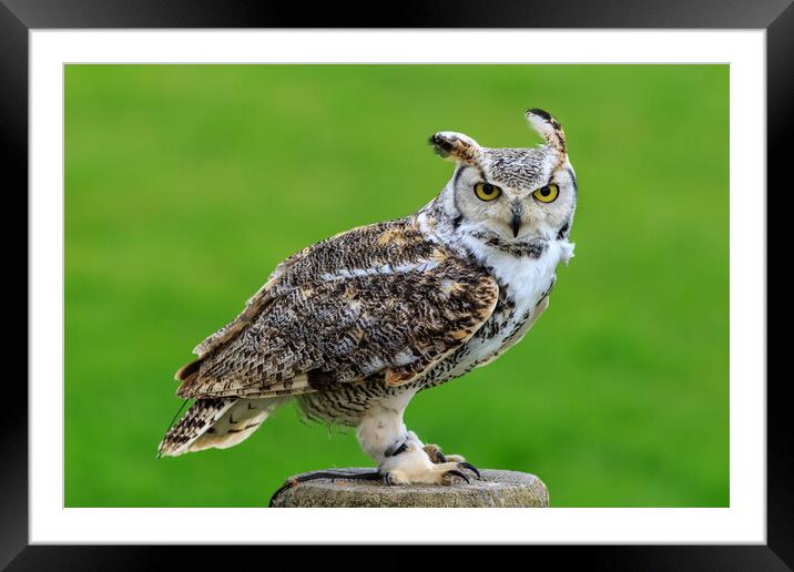 Great horned owl Framed Mounted Print by chris smith