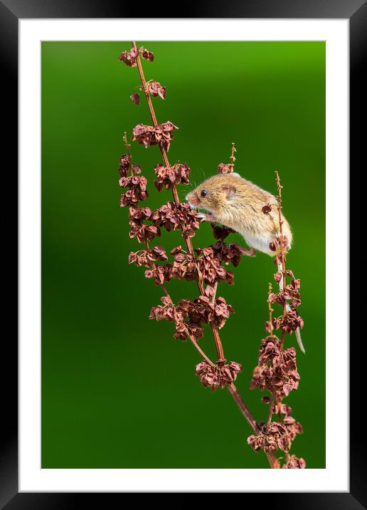 Harvest mouse Framed Mounted Print by chris smith