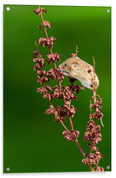 Harvest mouse Acrylic by chris smith