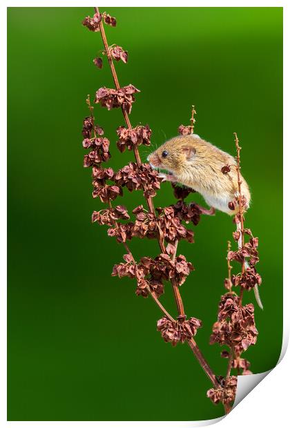 Harvest mouse Print by chris smith