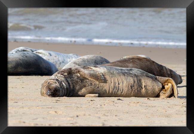 Grey seal  Framed Print by chris smith