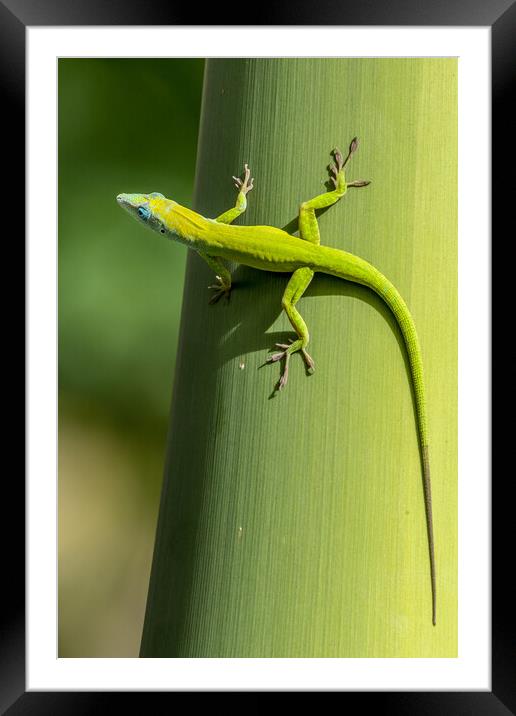 Gecko  Framed Mounted Print by chris smith
