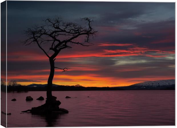 Sunset at Loch Lomond, Scotland.  Canvas Print by Tommy Dickson