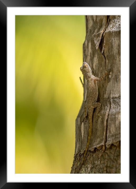 Gecko Framed Mounted Print by chris smith