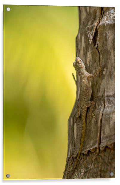 Gecko Acrylic by chris smith