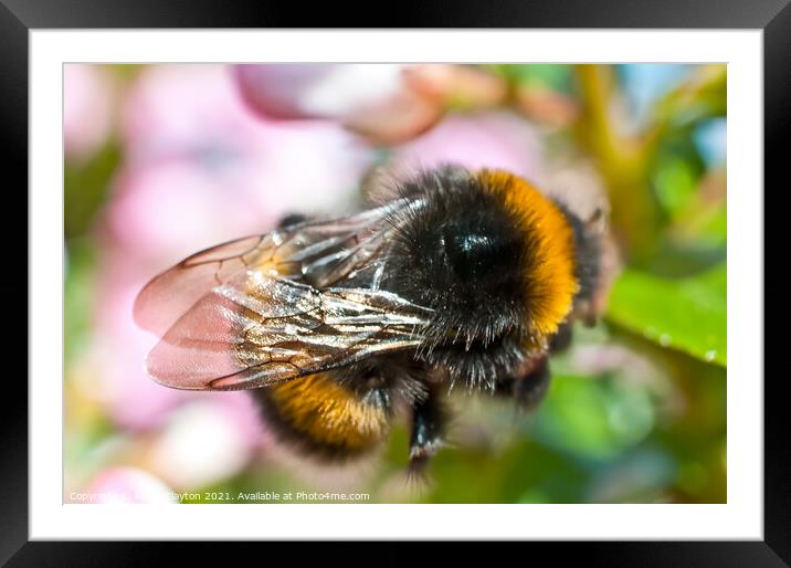 Bee Framed Mounted Print by Kevin Clayton