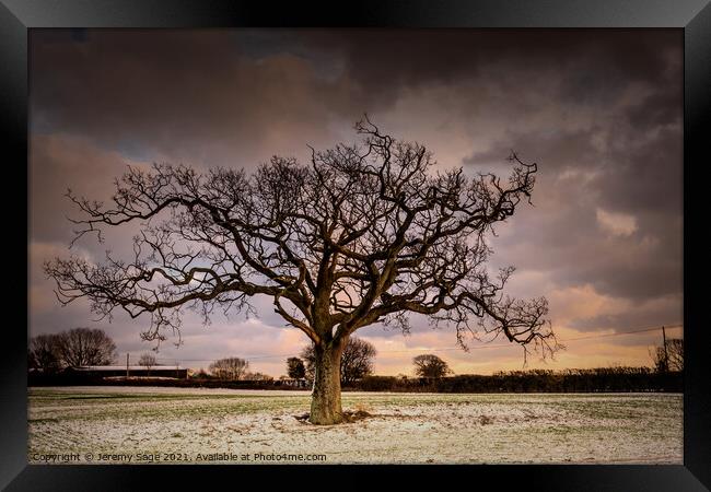 Majestic Winter Oak Tree in Rural Kent Framed Print by Jeremy Sage