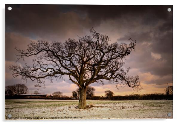 Majestic Winter Oak Tree in Rural Kent Acrylic by Jeremy Sage