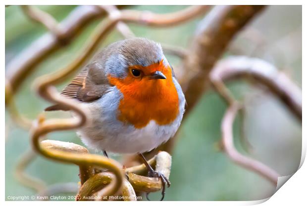 Robin Print by Kevin Clayton