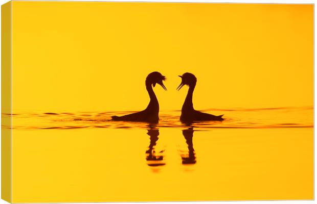 Great Crested Grebes Courting Canvas Print by Arterra 