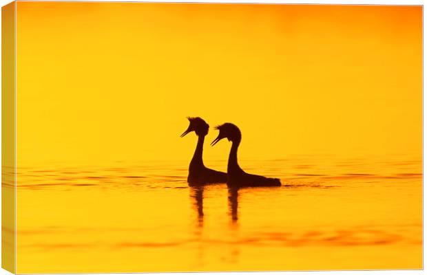 Great Crested Grebes at Sunrise Canvas Print by Arterra 