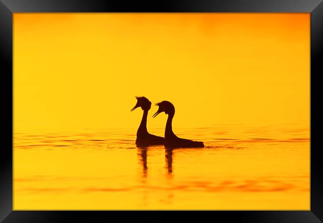 Great Crested Grebes at Sunrise Framed Print by Arterra 