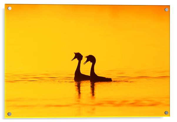 Great Crested Grebes at Sunrise Acrylic by Arterra 